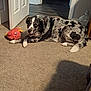 dog, carpet, toy, indoor, furniture, door, floor, resting, pet, animal, black_and_white, spotted, fur, tail, ears, relaxed, home, living_room, comfort, playful