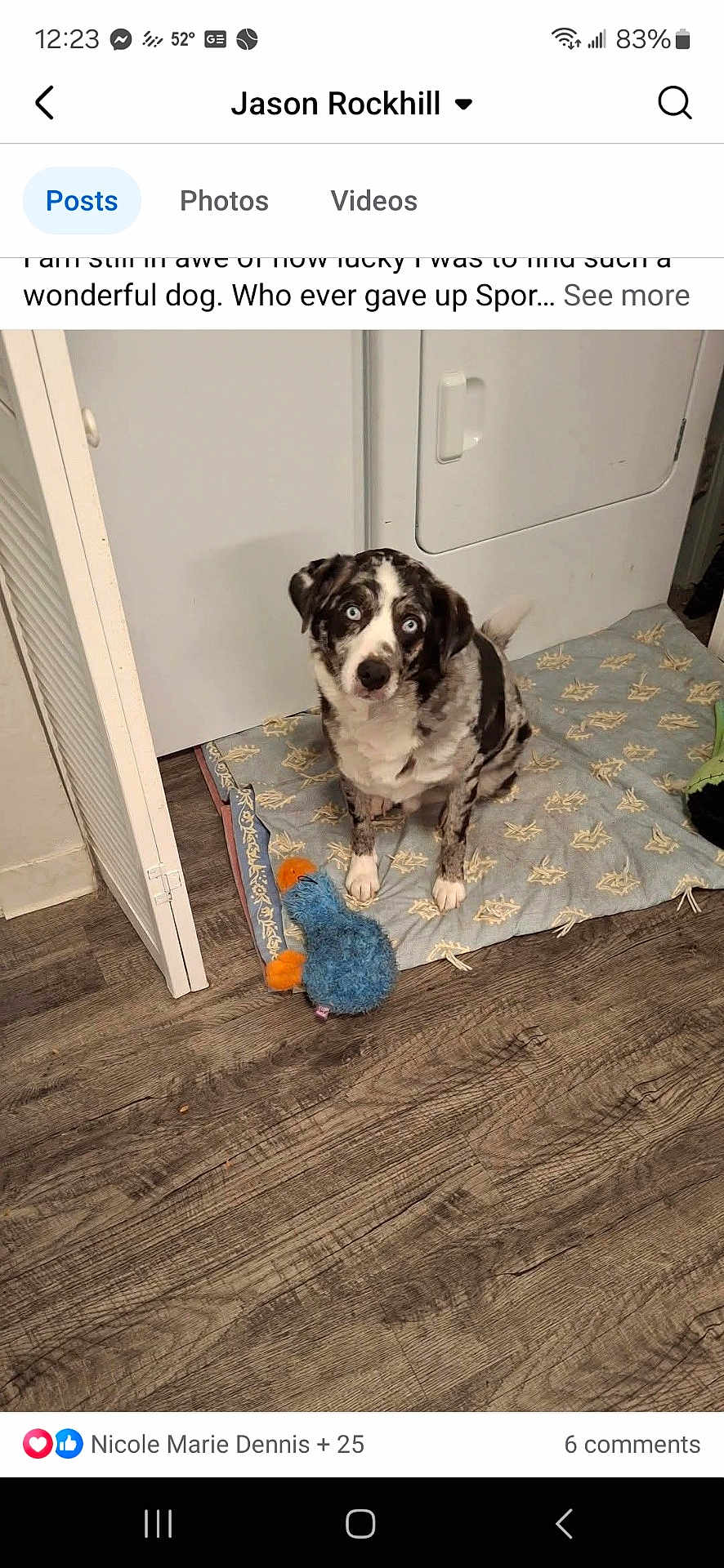 Sport joined the competition — help win amazing prizes! dog, blue_eyes, plush_toy, mat, floor, indoor, laundry_machine, curious, pet, animal, brown_white_black, wooden_floor, toy, sitting, home, domestic, cute, companion, flooring, playful