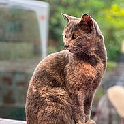 Rommy participe au concours pour gagner de l'argent avec cette photo : cat, feline, pet, animal, sitting, tablecloth, indoor, fur, whiskers, ears, tail, side_view, calm, domestic_animal, portrait, close_up, natural_light, green_background, quiet, relaxed