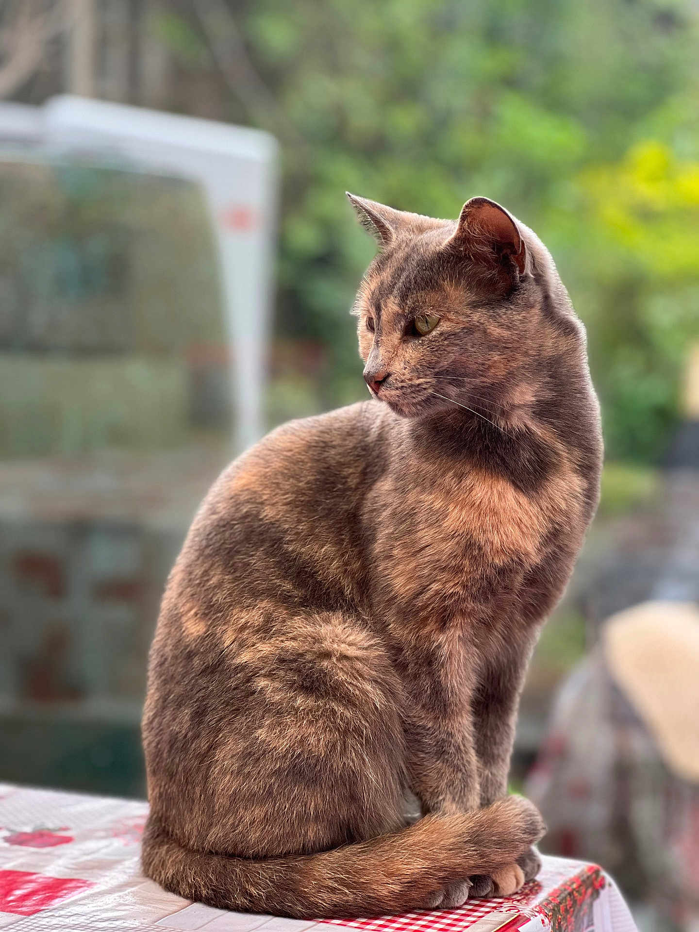 Rommy participe au concours pour gagner de l'argent avec cette photo : cat, feline, pet, animal, sitting, tablecloth, indoor, fur, whiskers, ears, tail, side_view, calm, domestic_animal, portrait, close_up, natural_light, green_background, quiet, relaxed