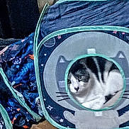 Pqqkie joined the competition — help win amazing prizes! animal, black, blue, cat, closeup, cozy, cubelike, curious, cute, ears, fabric, indoor, pattern, pet, playful, resting, soft, space_theme, whiskers, white