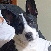 Dice joined the competition — help win amazing prizes! dog, pet, black_and_white, close_up, big_ears, snout, fur, indoor, couch, sofa, portrait, companion, relaxed, attentive, whiskers, household, human_partial, sitting, side_eye, cozy