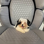 Cooper is registered to the contest to win money with this photo: puppy, dog, pet, chair, gray, cushion, fur, cute, small, indoor, comfortable, sitting, animal, black_and_white, fluffy, happy, tongue, face, seat, cozy