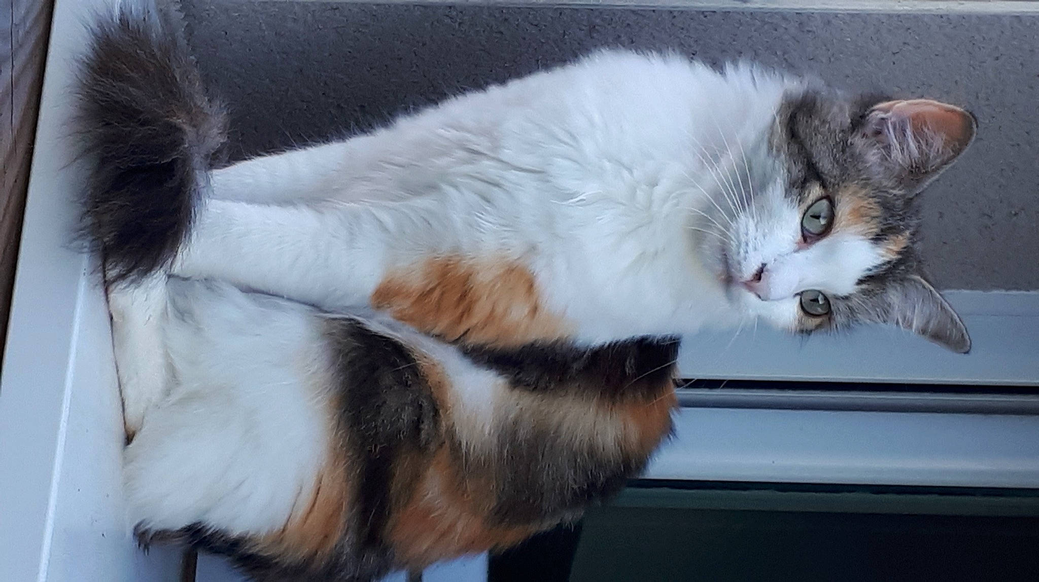 Sissi participe au concours pour gagner de l'argent avec cette photo : box, carnivore, cat, claw, domestic_short_haired_cat, felidae, fur, natural_material, paw, small_to_medium_sized_cats, snout, tail, whiskers