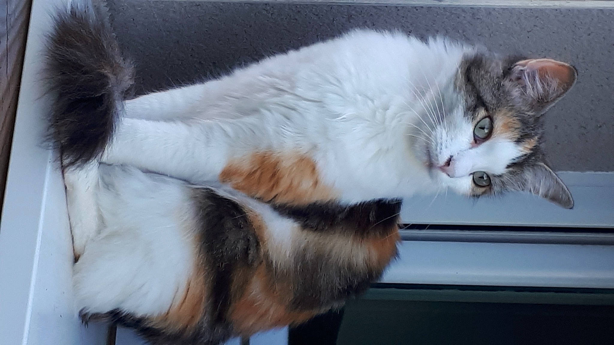 Sissi a rejoint le concours — aidez-le/la à gagner de superbes lots ! box, carnivore, cat, claw, domestic_short_haired_cat, felidae, fur, natural_material, paw, small_to_medium_sized_cats, snout, tail, whiskers