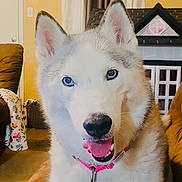 Cheyenne joined the competition — help win amazing prizes! dog, siberian_husky, blue_eyes, indoor, pet, smiling, collar, fur, tongue, animal, house, furniture, living_room, dollhouse, cute, canine, happy, domestic, portrait, companion