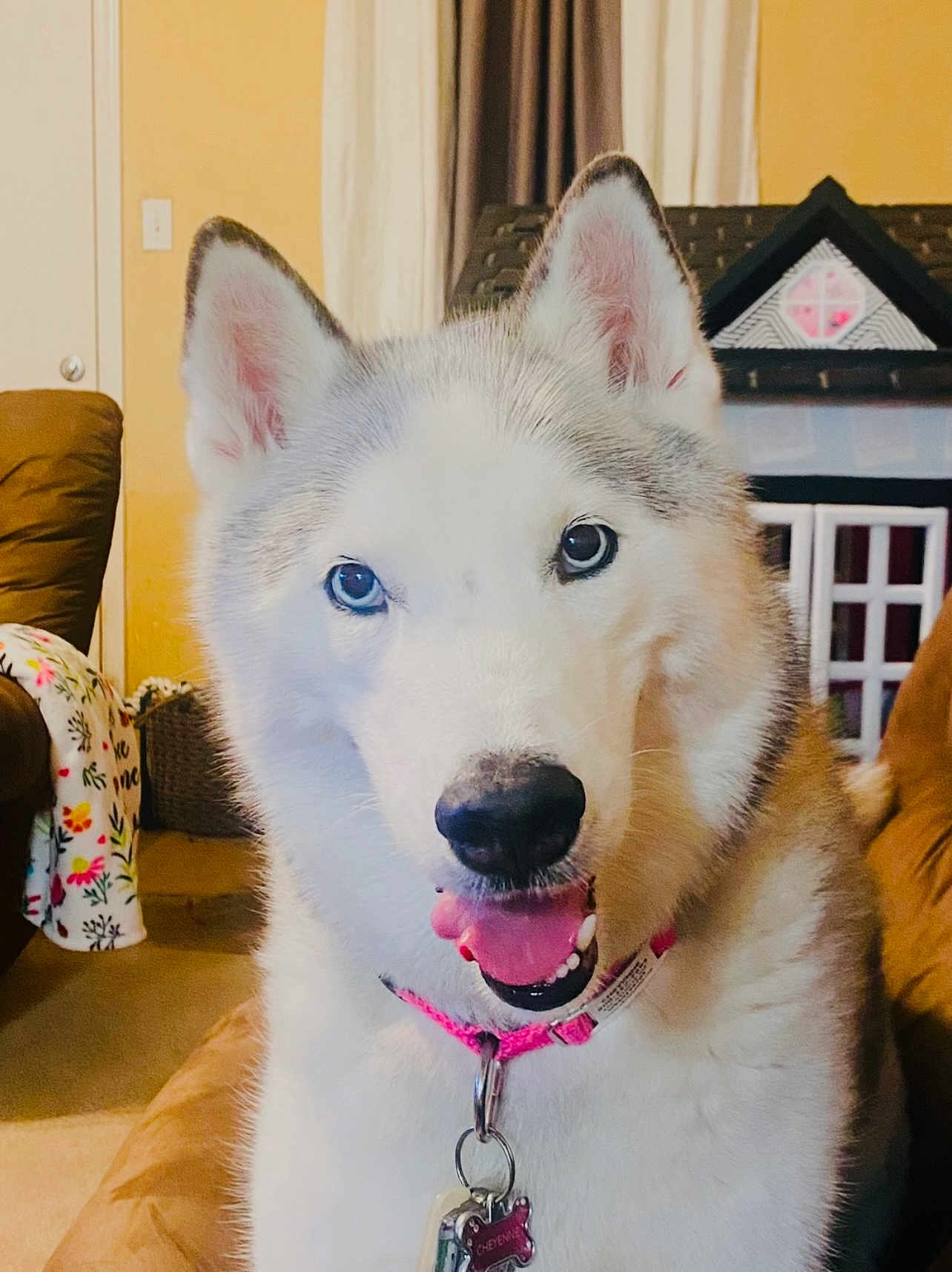 Cheyenne joined the competition — help win amazing prizes! dog, siberian_husky, blue_eyes, indoor, pet, smiling, collar, fur, tongue, animal, house, furniture, living_room, dollhouse, cute, canine, happy, domestic, portrait, companion
