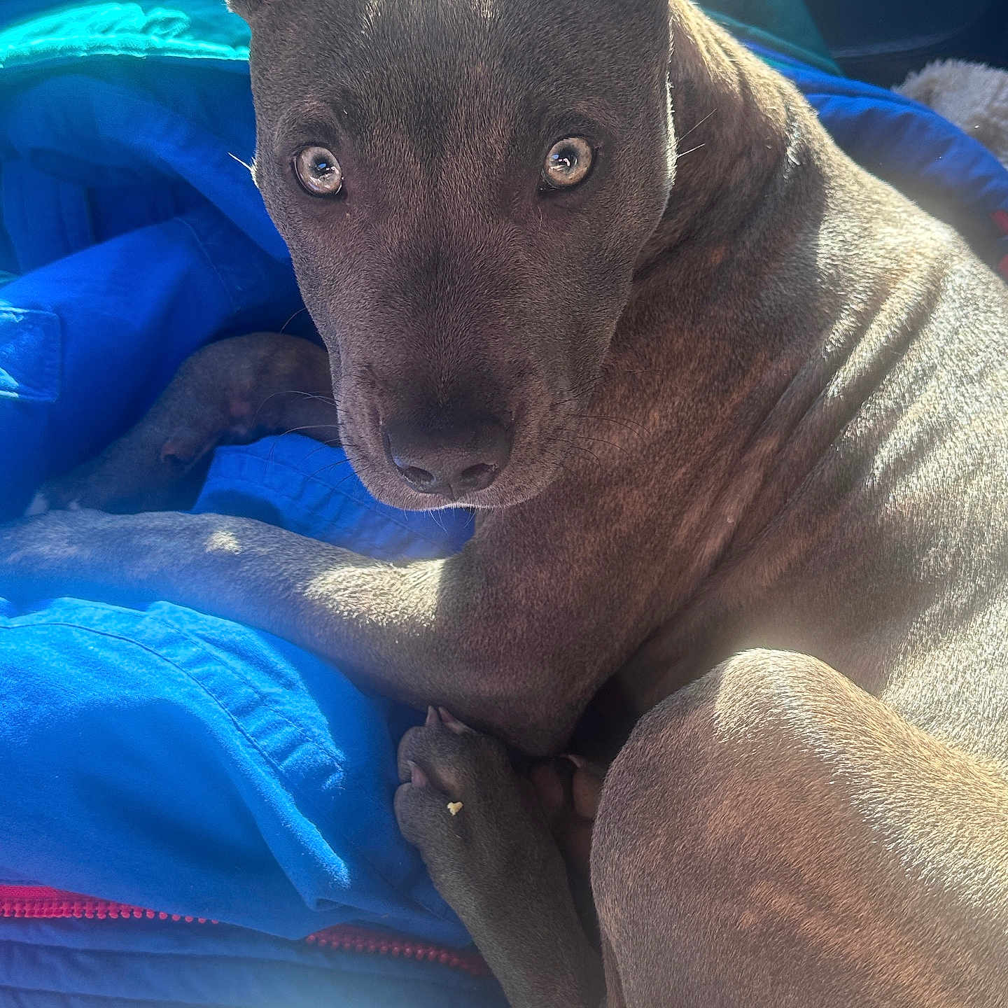 Nylana joined the competition — help win amazing prizes! animal, bed, blanket, bulldog, canine, couch, cushion, dog, face, furniture, head, homedecor, linen, person, pet, pitbull, puppy, snout, terrier, towel