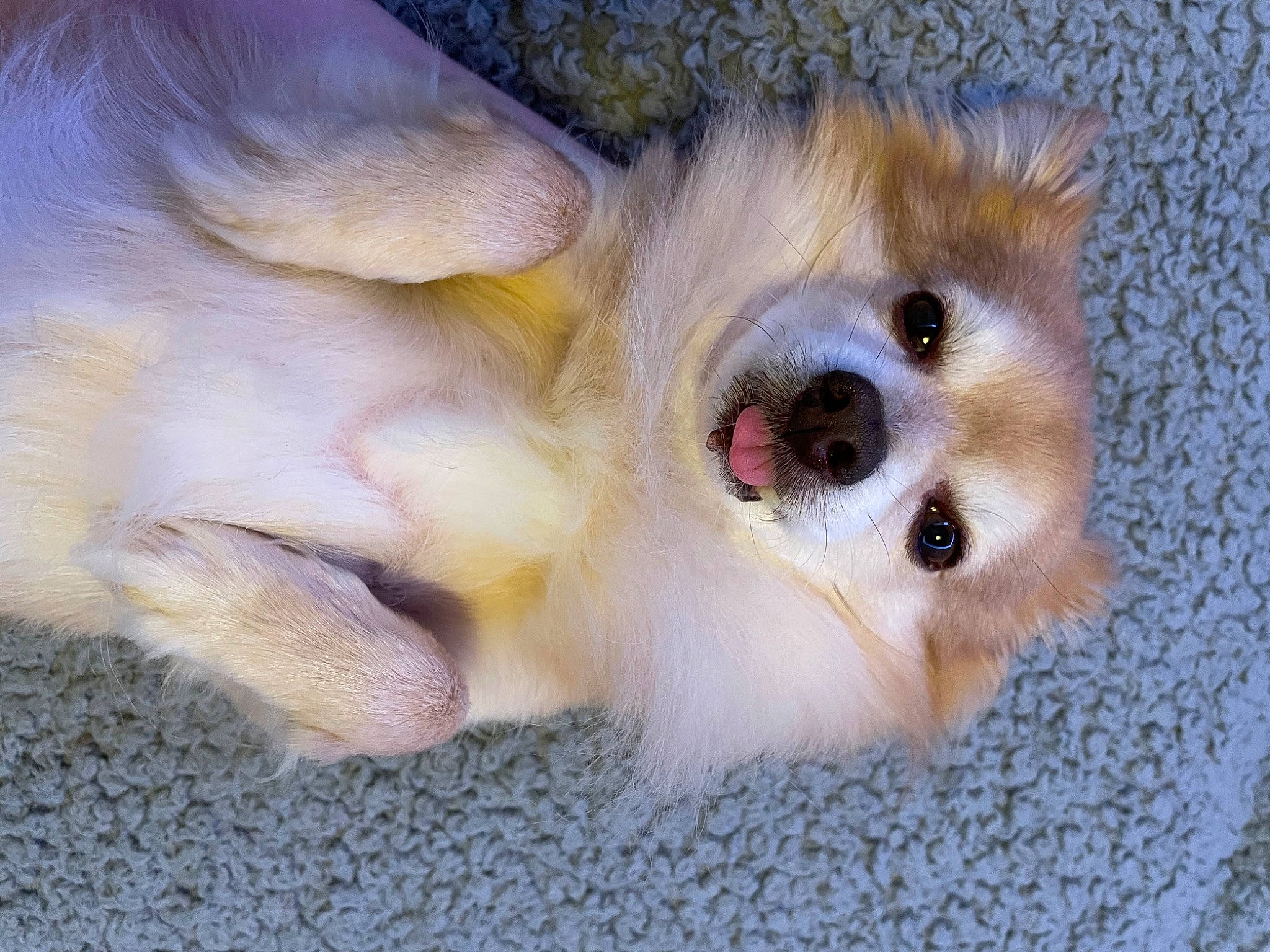 George joined the competition — help win amazing prizes! canidae, carnivore, companion_dog, dog, dog_breed, fawn, felidae, fur, german_spitz, german_spitz_klein, german_spitz_mittel, paw, pomeranian, snout, spitz, sporting_group, toy_dog, volpino_italiano, whiskers, working_animal