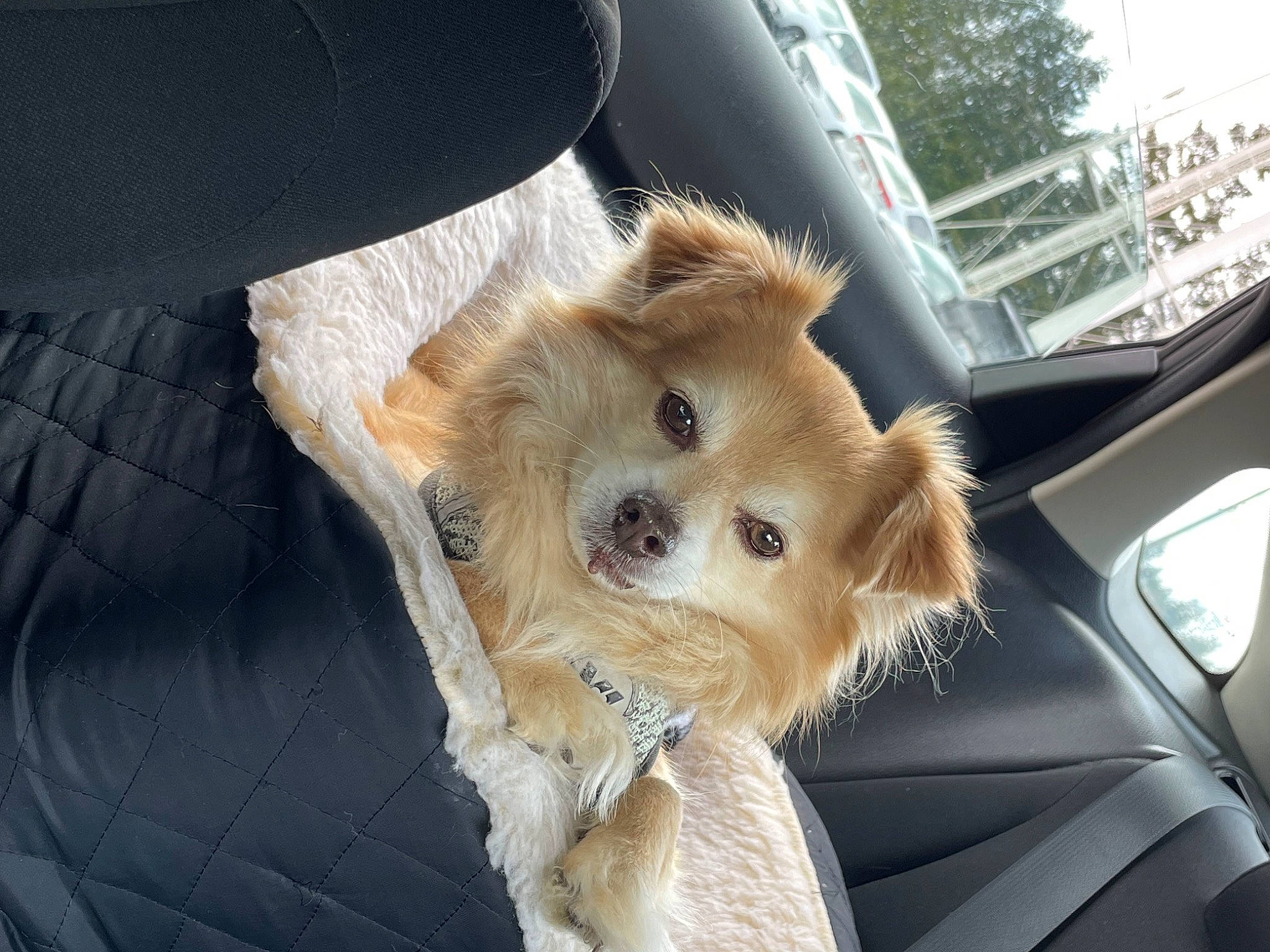 George joined the competition — help win amazing prizes! auto_part, automotive_exterior, automotive_mirror, automotive_window_part, car, car_seat, carnivore, comfort, companion_dog, dog, dog_breed, fawn, hood, motor_vehicle, personal_luxury_car, tree, vehicle, whiskers, windscreen_wiper, working_animal