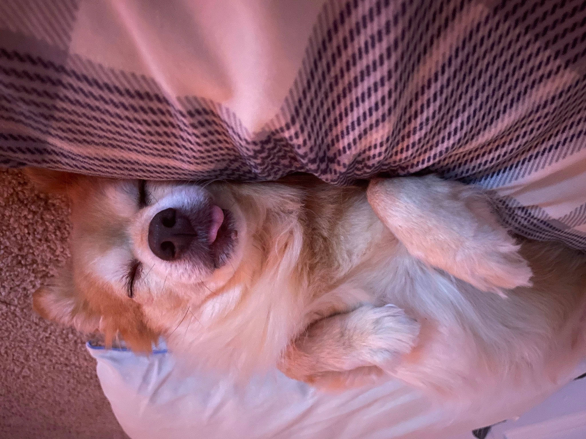 George joined the competition — help win amazing prizes! bed, canidae, carnivore, chihuahua, comfort, companion_dog, dog, dog_breed, ear, fawn, felidae, fur, paw, small_to_medium_sized_cats, snout, spaniel, sporting_group, terrier, toy_dog, whiskers