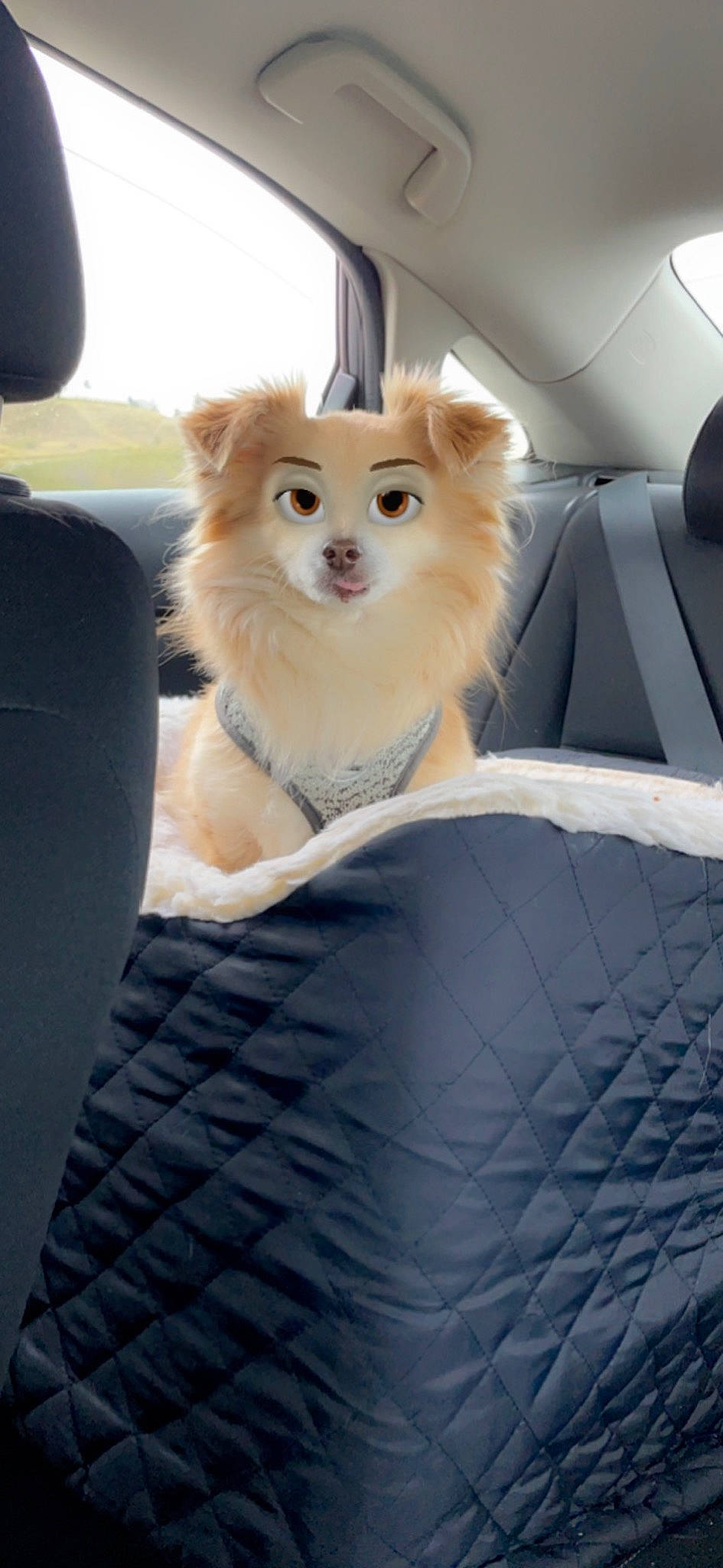 George joined the competition — help win amazing prizes! auto_part, automotive_design, automotive_exterior, car, car_seat, car_seat_cover, carnivore, companion_dog, dog, dog_breed, fawn, hood, motor_vehicle, personal_luxury_car, snout, tints_and_shades, vehicle, vehicle_door, whiskers, windscreen_wiper