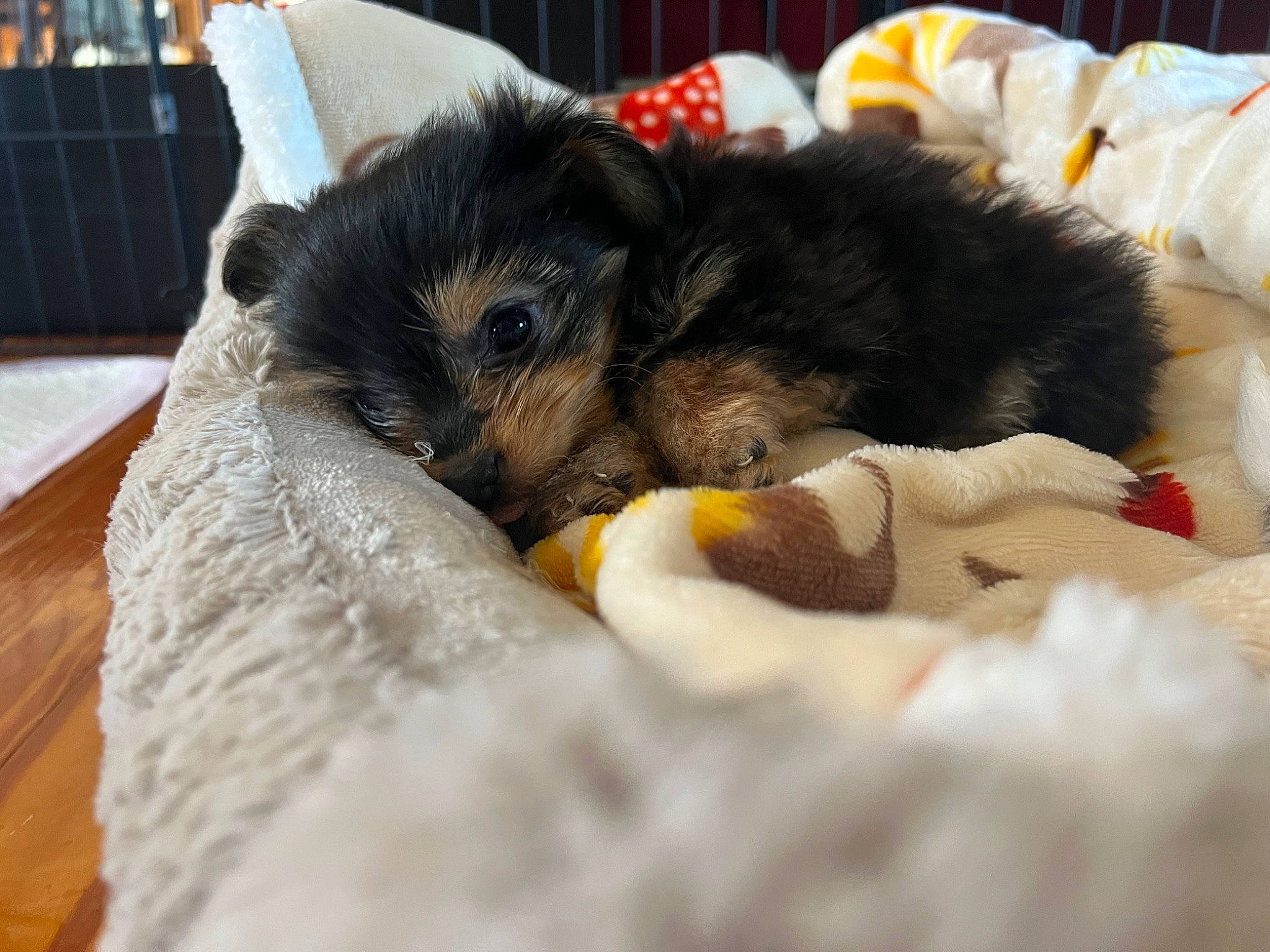 Belle joined the competition — help win amazing prizes! canidae, carnivore, cat, claw, comfort, companion_dog, dog_breed, domestic_short_haired_cat, felidae, fence, fur, nap, paw, rodent, small_to_medium_sized_cats, snout, sporting_group, tail, toy, whiskers