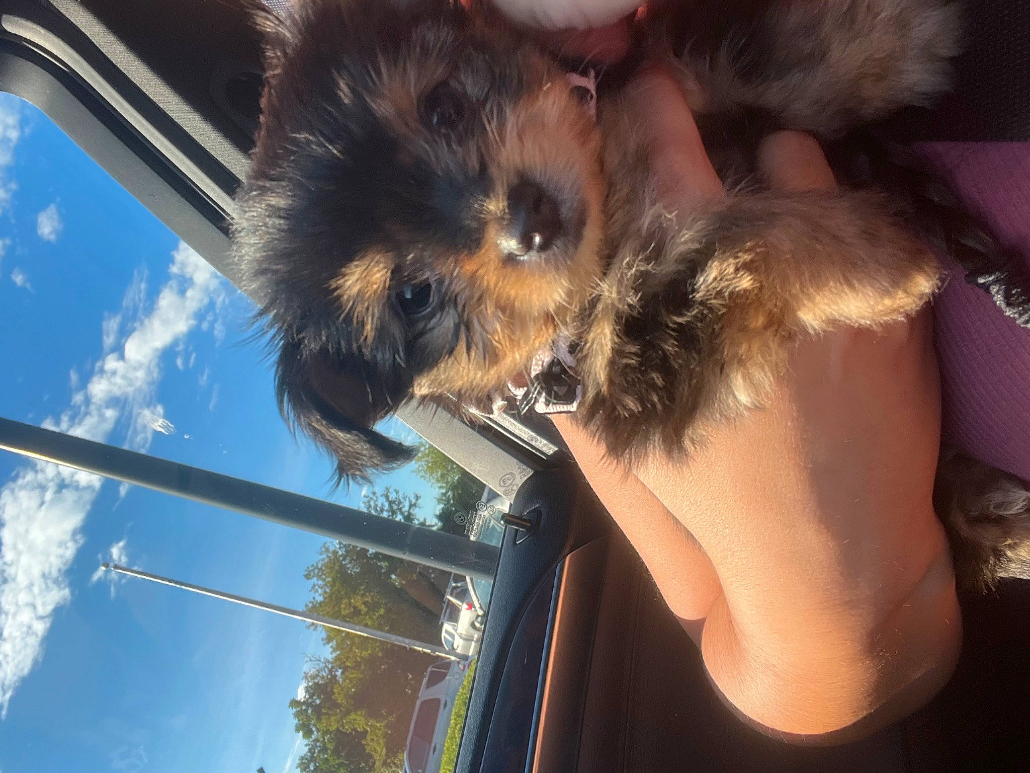 Belle is registered to the contest to win money with this photo: canidae, carnivore, cloud, companion_dog, dog, dog_breed, fawn, feather, felidae, fur, liver, paw, sky, small_to_medium_sized_cats, sporting_group, tail, toy_dog, tree, whiskers, window