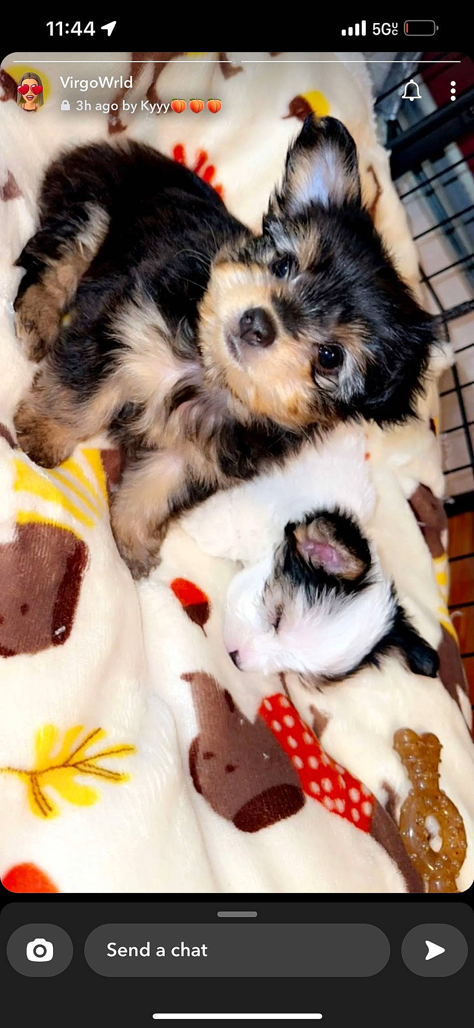 Belle is registered to the contest to win money with this photo: art, canidae, carnivore, claw, companion_dog, dog, dog_breed, fang, fawn, felidae, fur, pattern, paw, small_to_medium_sized_cats, snout, sporting_group, tail, toy, toy_dog, whiskers