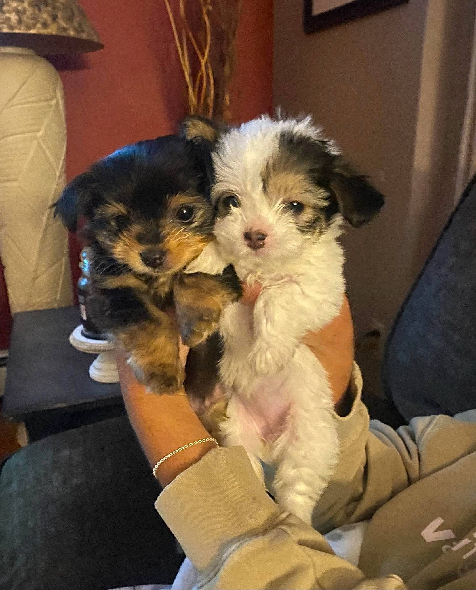 Belle joined the competition — help win amazing prizes! canidae, carnivore, chair, comfort, companion_dog, dog, dog_breed, eyewear, fawn, felidae, fur, houseplant, picture_frame, small_terrier, sporting_group, sunglasses, terrier, toy_dog, whiskers, yorkipoo