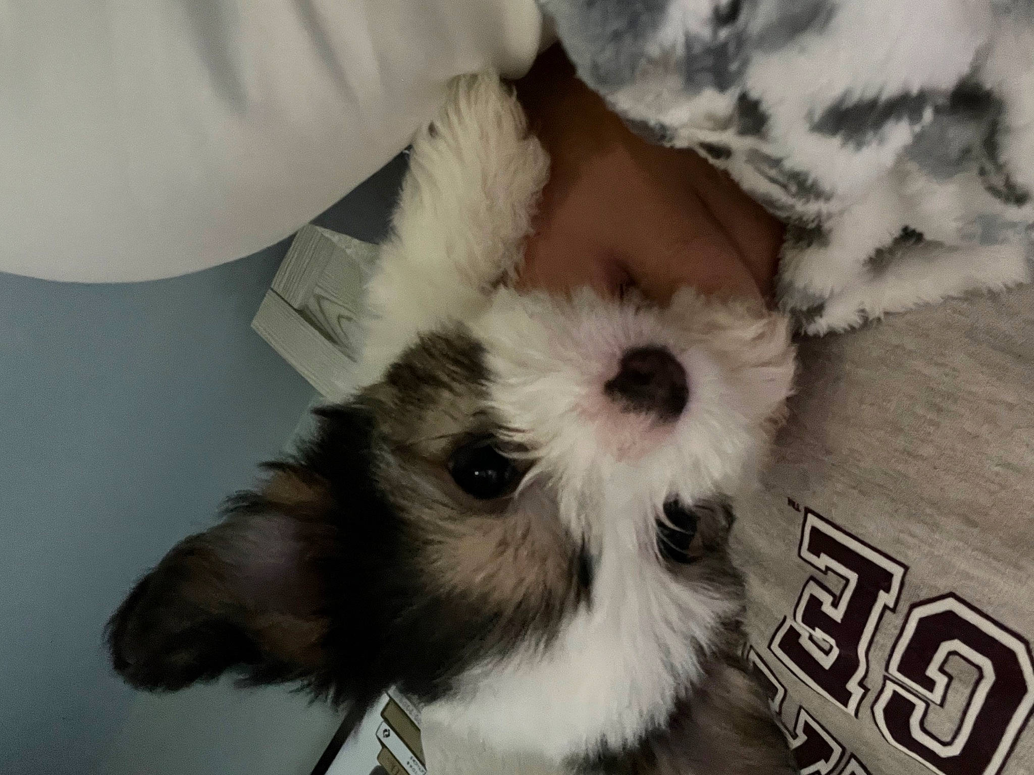 Milo joined the competition — help win amazing prizes! canidae, carnivore, companion_dog, dog_breed, fashion_accessory, felidae, fur, paw, puppy, shih_tzu, small_to_medium_sized_cats, snout, sporting_group, sports_equipment, tail, toy, toy_dog, whiskers, white, working_animal