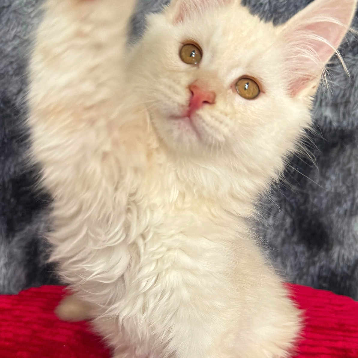 Yngar