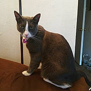 Noel is registered to the contest to win money with this photo: burmese, carnivore, cat, domestic_short_haired_cat, fawn, felidae, mammal, russian_blue, small_to_medium_sized_cats, snowshoe, tail, whiskers