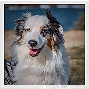 Nayak participe au concours pour gagner de l'argent avec cette photo : dog, australian_shepherd, tricolor, fluffy, long_hair, blue_eyes, happy, smiling, portrait, close_up, outdoor, grass, blurred_background, pet, animal, fur, white_fur, brown_patches, black_patches, watermark