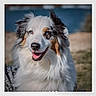 dog, australian_shepherd, tricolor, fluffy, long_hair, blue_eyes, happy, smiling, portrait, close_up, outdoor, grass, blurred_background, pet, animal, fur, white_fur, brown_patches, black_patches, watermark