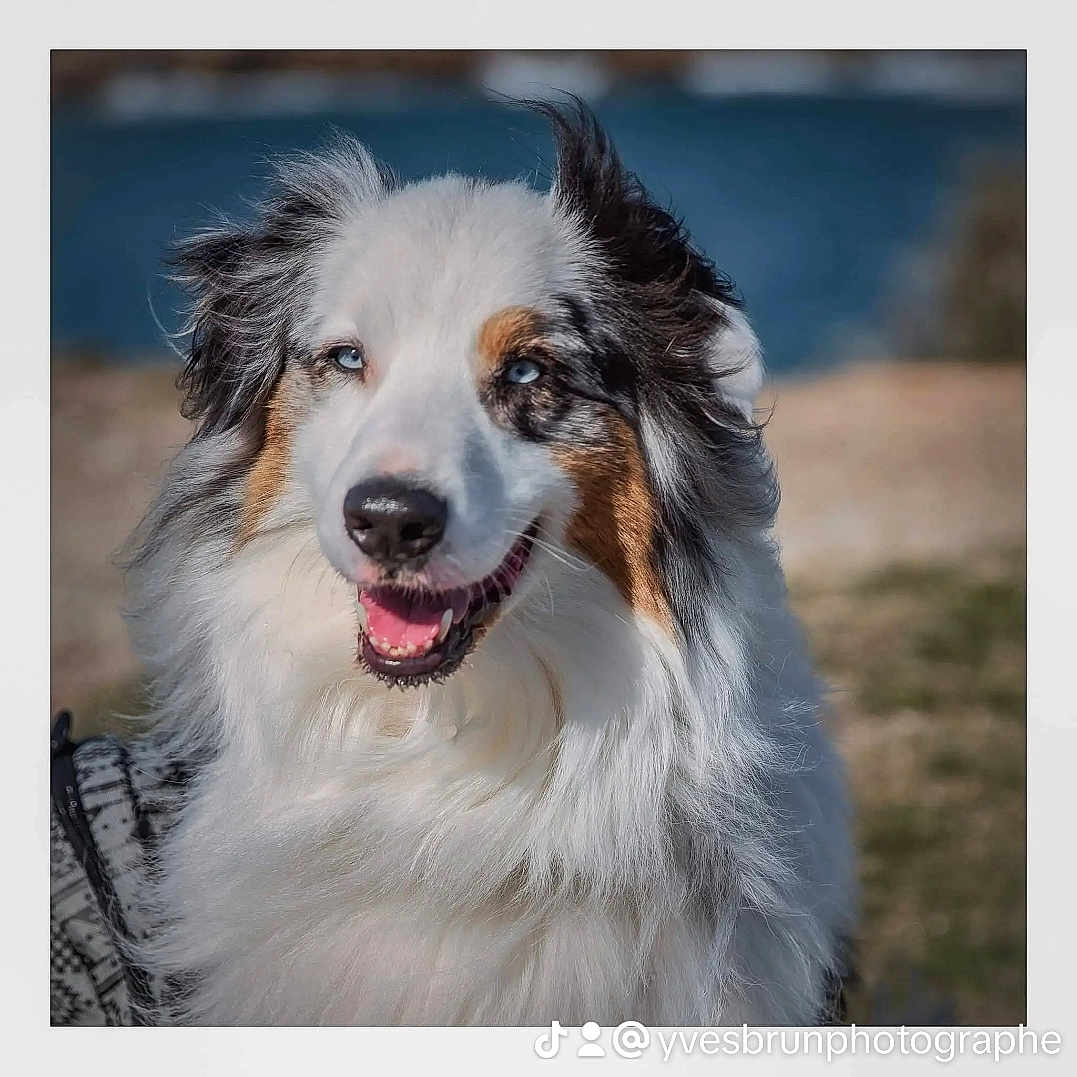 Nayak participe au concours pour gagner de l'argent avec cette photo : dog, australian_shepherd, tricolor, fluffy, long_hair, blue_eyes, happy, smiling, portrait, close_up, outdoor, grass, blurred_background, pet, animal, fur, white_fur, brown_patches, black_patches, watermark