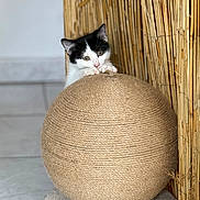 Artemis a rejoint le concours — aidez-le/la à gagner de superbes lots ! kitten, cat, black_and_white, pet, animal, feline, sitting, peeking, scratching_post, scratching_ball, woven, rope, bamboo, indoor, home, playful, cute, whiskers, ears, cozy