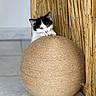 kitten, cat, black_and_white, pet, animal, feline, sitting, peeking, scratching_post, scratching_ball, woven, rope, bamboo, indoor, home, playful, cute, whiskers, ears, cozy