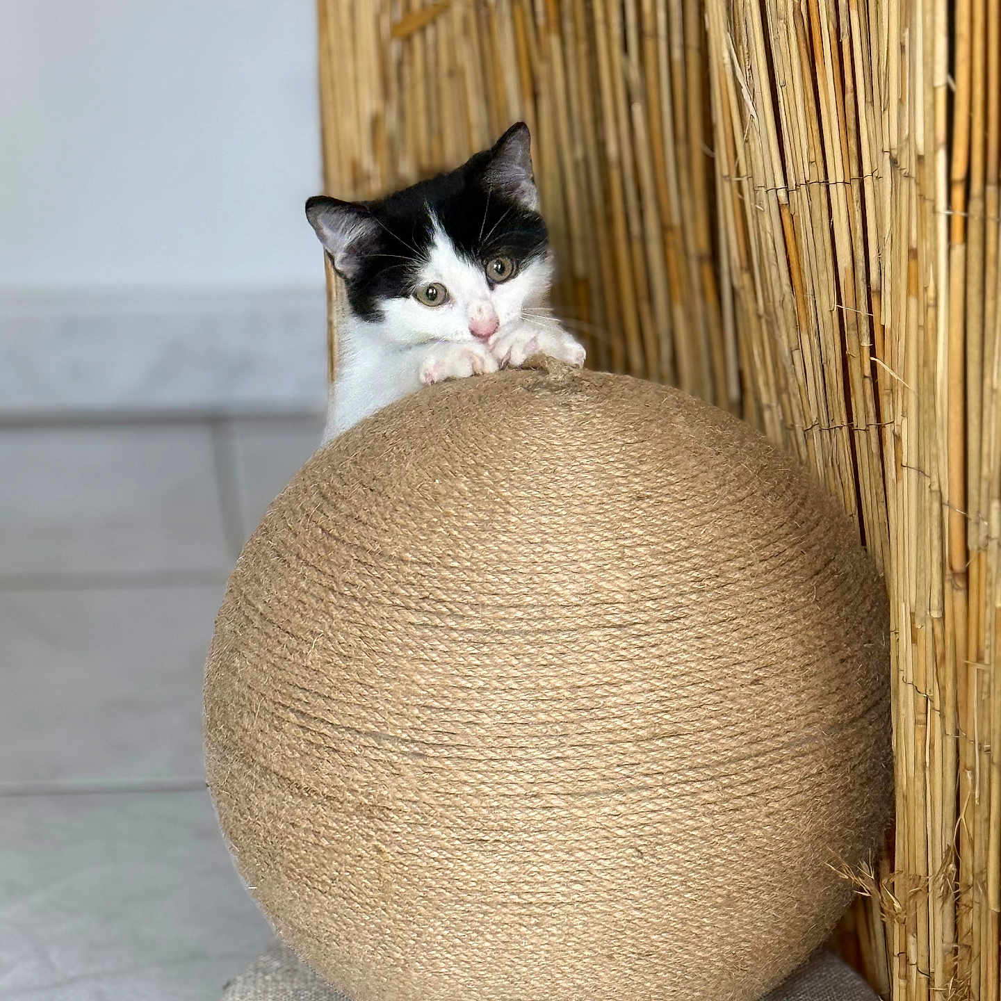 Artemis a rejoint le concours — aidez-le/la à gagner de superbes lots ! kitten, cat, black_and_white, pet, animal, feline, sitting, peeking, scratching_post, scratching_ball, woven, rope, bamboo, indoor, home, playful, cute, whiskers, ears, cozy