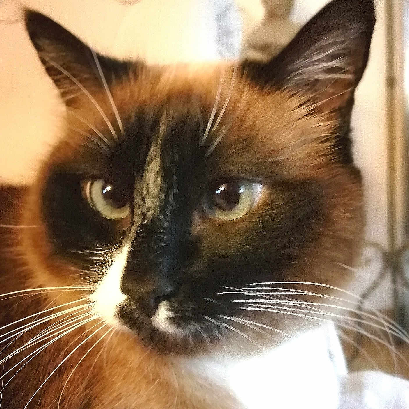 Réglisse participe au concours pour gagner de l'argent avec cette photo : animal, blue_eyes, cat, close_up, cozy, domestic_cat, ears, face, feline, fur, indoor, muzzle, nose, pet, portrait, relaxed, siamese_cat, soft_light, whiskers, whiskers_visible