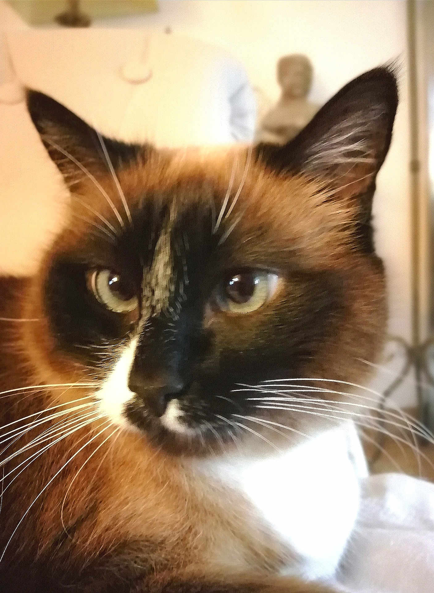 Réglisse participe au concours pour gagner de l'argent avec cette photo : cat, siamese_cat, close_up, whiskers, fur, blue_eyes, pet, animal, domestic_cat, face, portrait, indoor, cozy, soft_light, whiskers_visible, ears, nose, muzzle, feline, relaxed