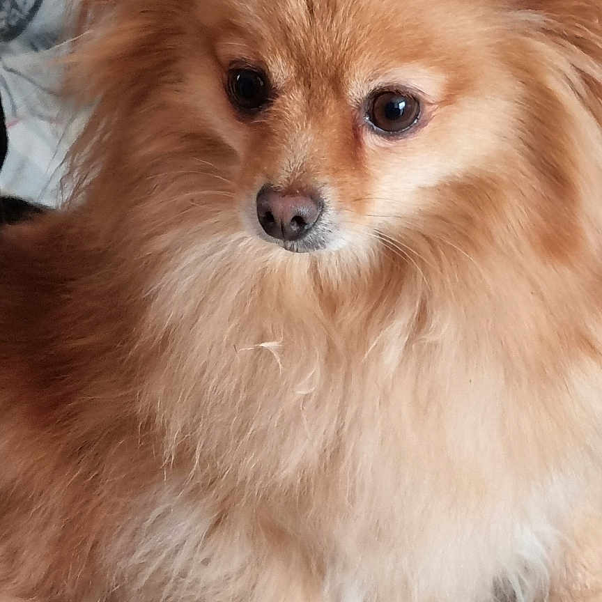 Doudou a rejoint le concours — aidez-le/la à gagner de superbes lots ! affenpinscher, animal, canine, chihuahua, clothing, cockerspaniel, couch, cushion, dog, eskimodog, furniture, homedecor, pants, papillon, pet, poodle, puppy, terrier