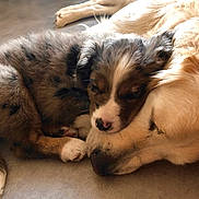 Spirit participe au concours pour gagner de l'argent avec cette photo : adorable, animal, bond, closeup, companion, cozy, cute, cute_animals, dog, floor, friendship, fur, indoor, mammal, napping, pets, puppy, resting, sleeping, snuggling