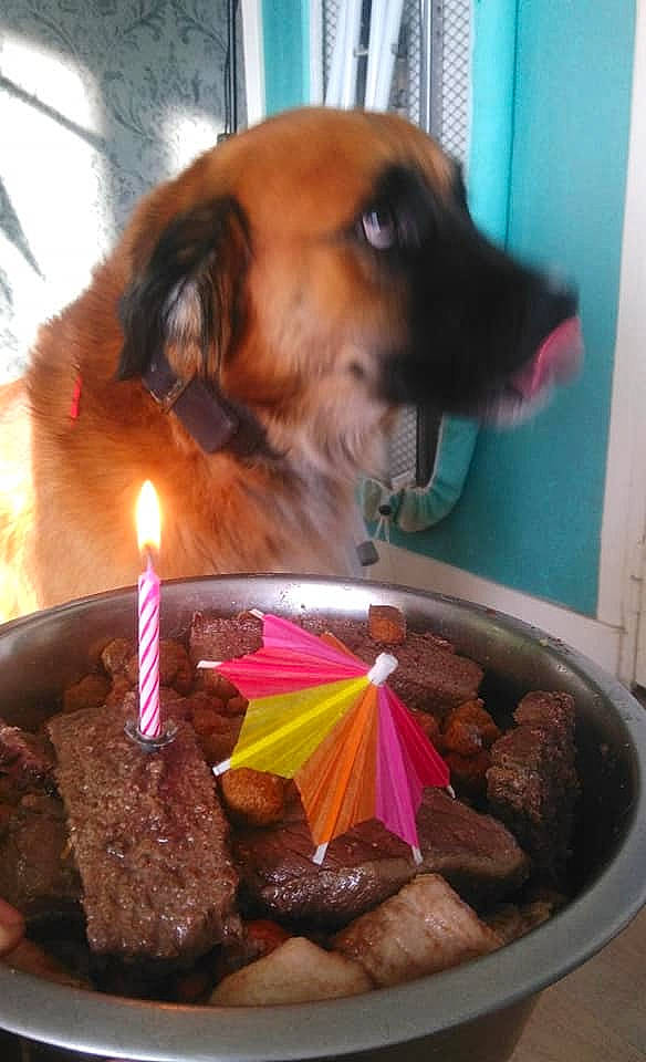 Layon a rejoint le concours — aidez-le/la à gagner de superbes lots ! baked_goods, birthday_cake, birthday_candle, cake, cake_decorating, candle, carnivore, companion_dog, cuisine, dish, dog, dog_supply, food, ingredient, kuchen, plate, recipe, sweetness, table, tableware