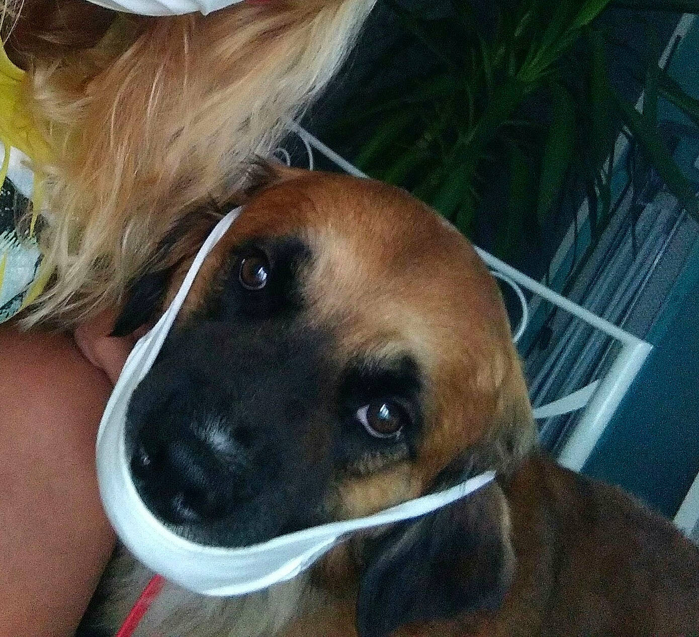 Layon participe au concours pour gagner de l'argent avec cette photo : canidae, carnivore, collar, companion_dog, dog, dog_breed, ear, eyewear, fawn, flowerpot, fur, guard_dog, liver, nose, plant, selfie, snout, sporting_group, sunglasses, whiskers