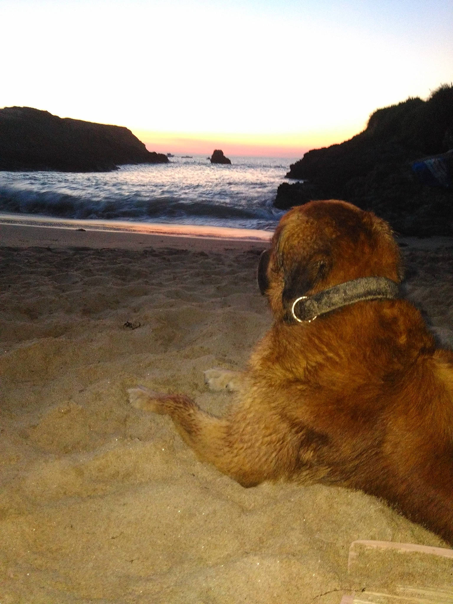 Layon participe au concours pour gagner de l'argent avec cette photo : beach, cape, carnivore, cloud, dog, dog_breed, fawn, headland, horizon, lake, landscape, rock, sand, sky, sunrise, sunset, water, wind_wave, wood, working_animal