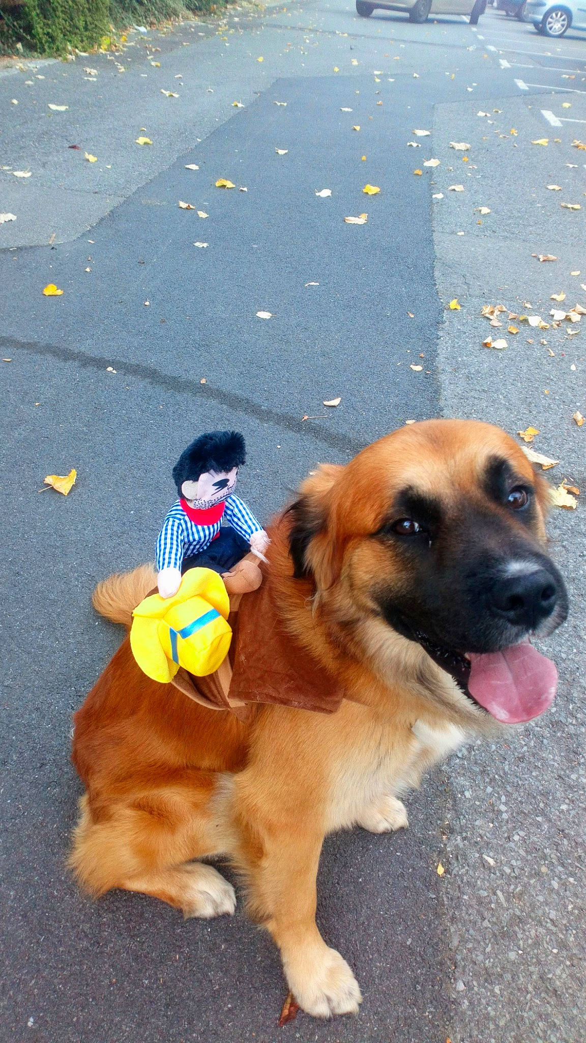 Layon a rejoint le concours — aidez-le/la à gagner de superbes lots ! asphalt, canidae, carnivore, companion_dog, dog, dog_breed, dog_clothes, dog_supply, fawn, fur, hat, leash, road_surface, snout, sporting_group, street_dog, tail, working_animal, working_dog, yellow