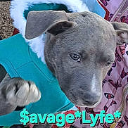 Seventeen joined the competition — help win amazing prizes! dog, gray_dog, hoodie, clothing, paw, close_up, pet, animal, fur, cute, outdoor, blanket, pattern, butterfly, text_overlay, playful, raising_paw, portrait, canine, teal