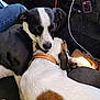 Trippy is registered to the contest to win money with this photo: black_and_white, brown_spot, car_interior, charger_cable, closeup, collar, cozy, cuddling, dashboard, dog, dogs, friendship, paw, pet, road_trip, seat, sleeping, snuggling, travel, two_dogs