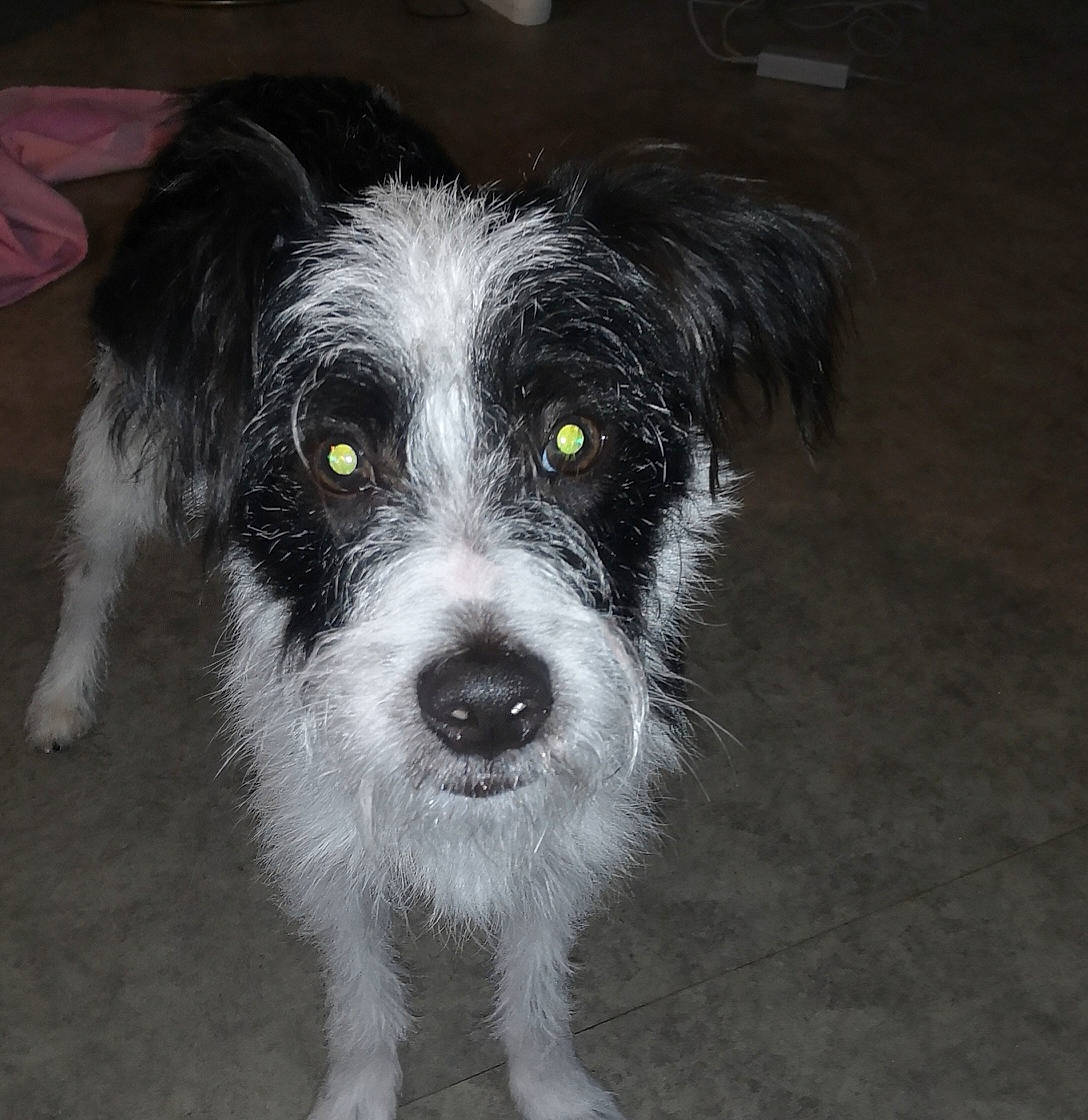 Snoopi participe au concours pour gagner de l'argent avec cette photo : canidae, carnivore, companion_dog, dog, dog_breed, mammal, puppy, rare_breed_dog, schnoodle, snout, sporting_group, sporting_lucas_terrier, terrier, tibetan_terrier, vertebrate