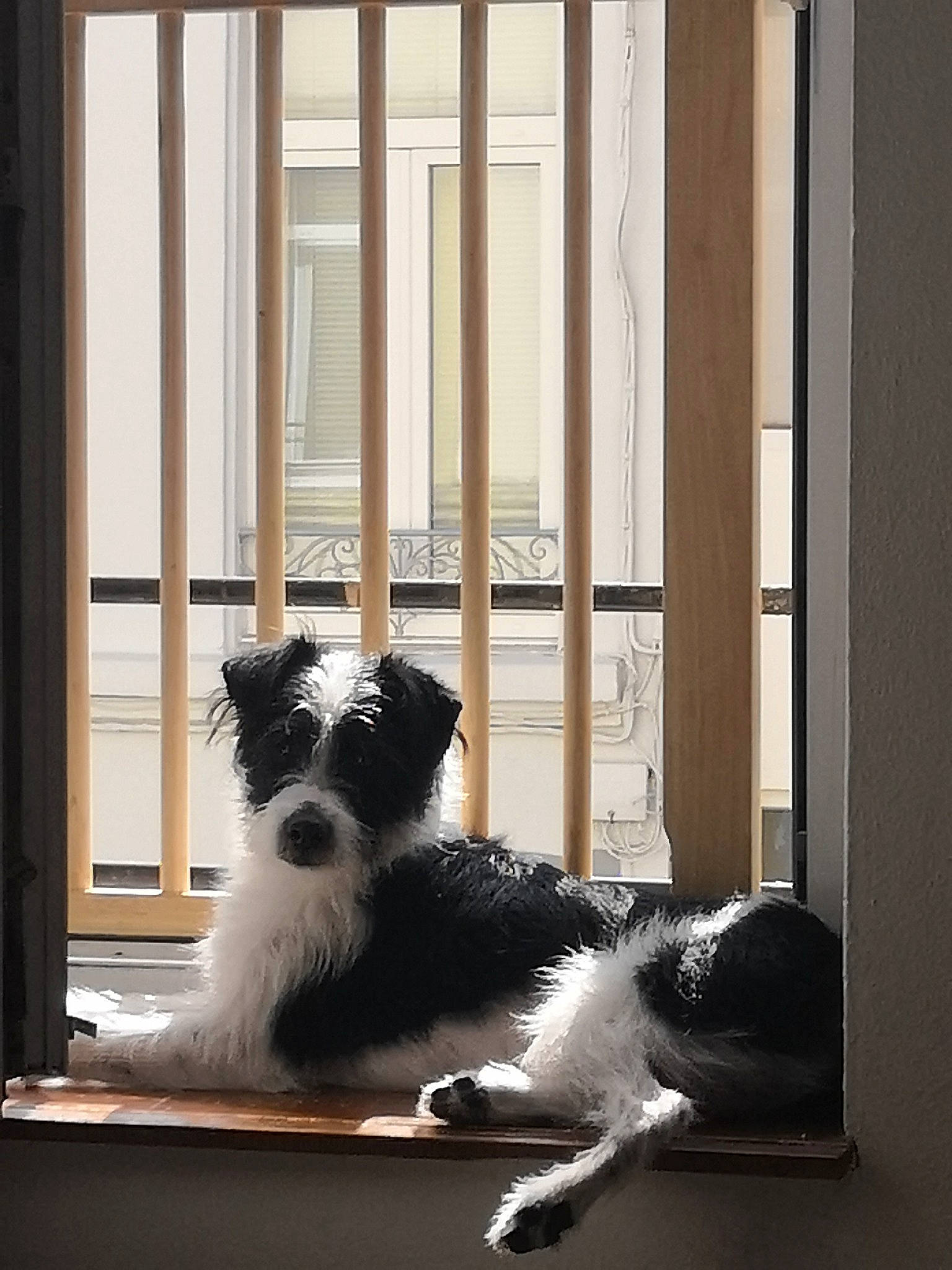 Snoopi participe au concours pour gagner de l'argent avec cette photo : border_collie, canidae, carnivore, companion_dog, dog, dog_breed, door, interior_design, sporting_group, tibetan_terrier, window