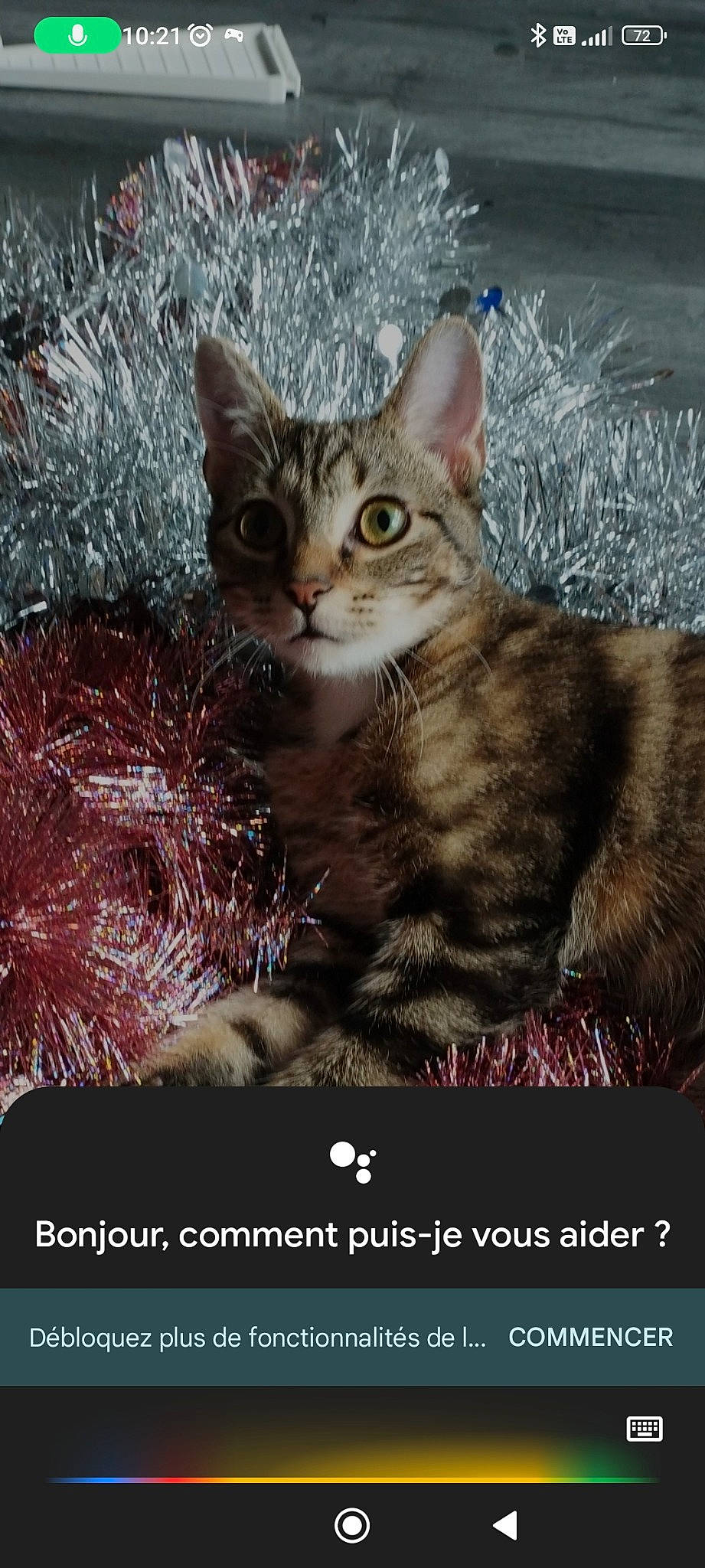 Mystigri a rejoint le concours — aidez-le/la à gagner de superbes lots ! carnivore, cat, cat_supply, claw, domestic_short_haired_cat, event, felidae, font, fur, organism, paw, photo_caption, small_to_medium_sized_cats, snout, tail, terrestrial_animal, tree, whiskers, wildlife