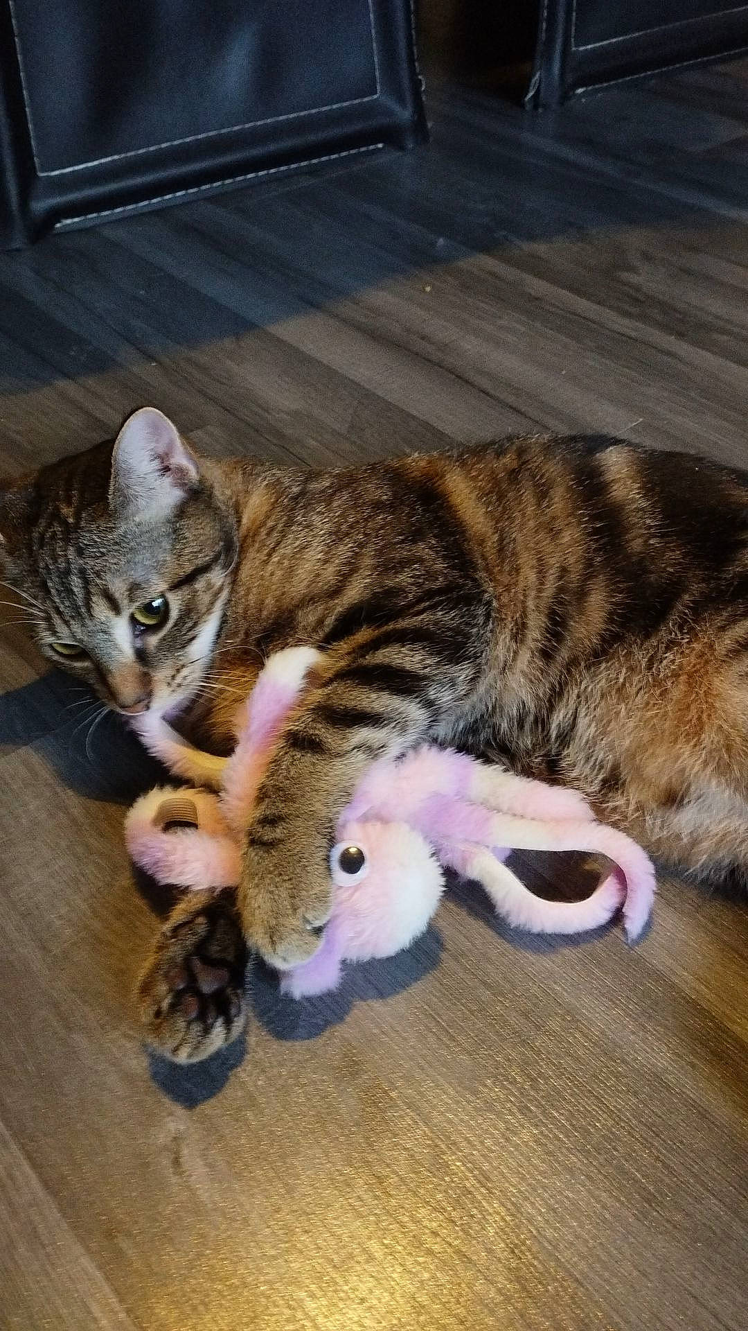 Mystigri a rejoint le concours — aidez-le/la à gagner de superbes lots ! carnivore, cat, claw, comfort, domestic_short_haired_cat, fawn, felidae, fur, paw, small_to_medium_sized_cats, snout, tail, terrestrial_animal, whiskers