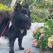 Laila is registered to the contest to win money with this photo: dog, black_dog, small_dog, fluffy, pet, leash, harness, outdoor, sidewalk, flowers, greenery, plants, nature, alert, cute, animal, walking, daylight, garden, pavement