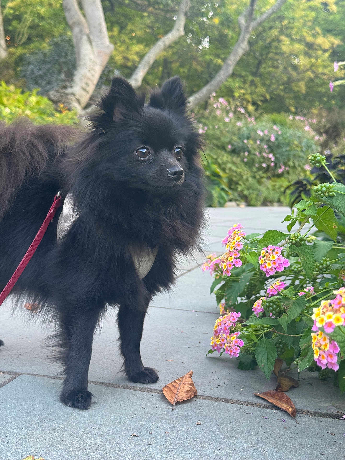 Laila
