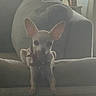 chihuahua, dog, pet, couch, living_room, indoor, window, furniture, pillow, small_dog, ears, animal, domestic_animal, home, resting, soft_light, shadow, cozy, quiet, curious
