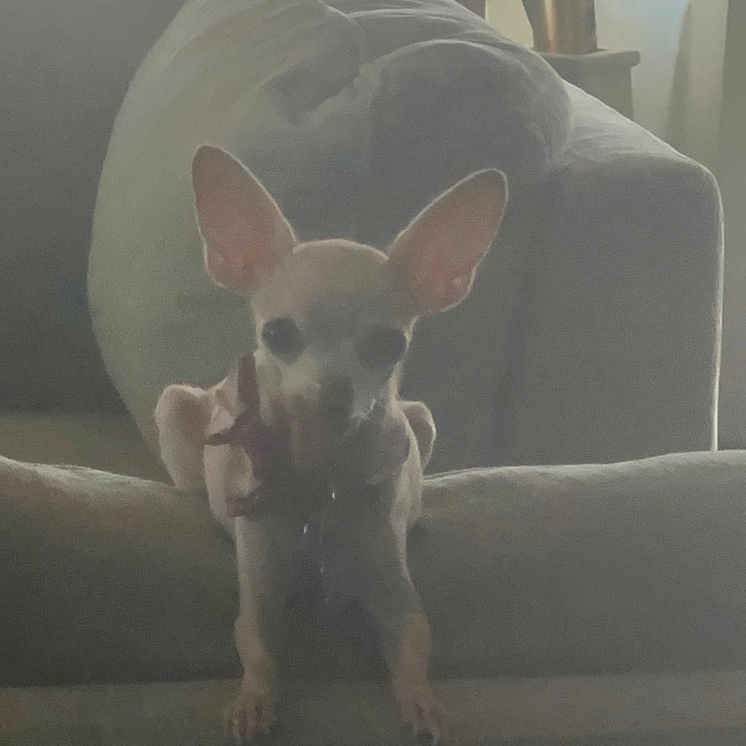 Lydia Olivas joined the competition — help win amazing prizes! chihuahua, dog, pet, couch, living_room, indoor, window, furniture, pillow, small_dog, ears, animal, domestic_animal, home, resting, soft_light, shadow, cozy, quiet, curious
