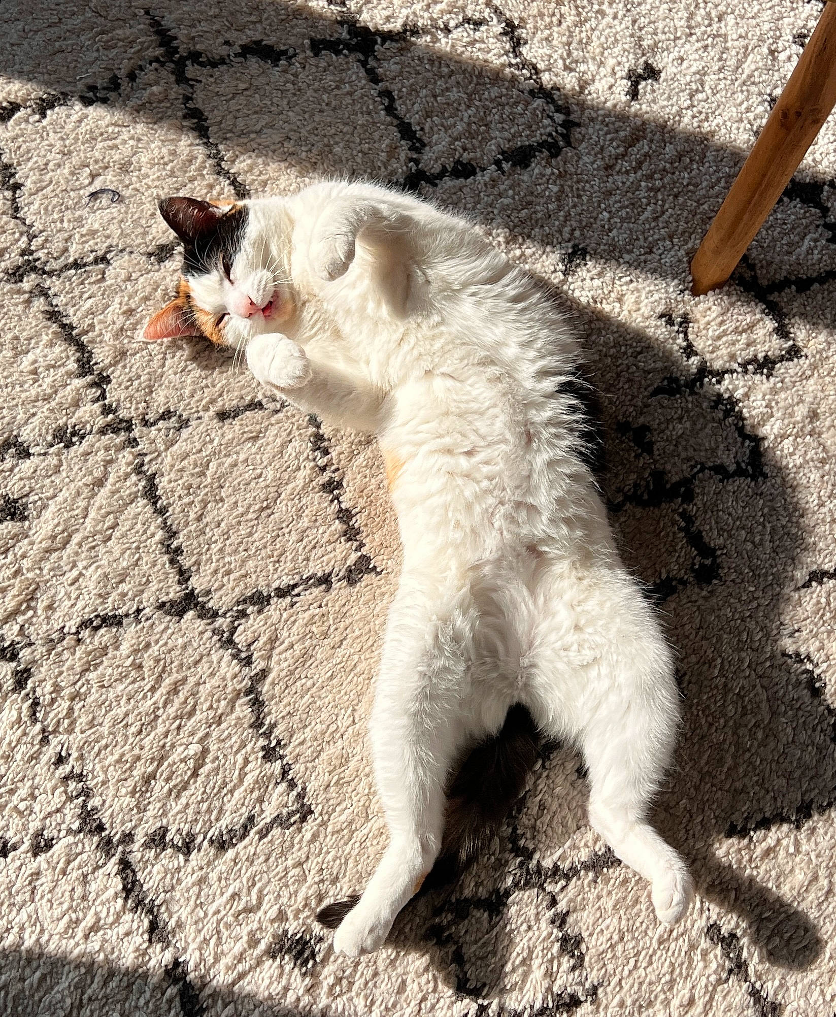 Pixel a rejoint le concours — aidez-le/la à gagner de superbes lots ! asphalt, carnivore, cat, claw, cobblestone, domestic_short_haired_cat, eye, fawn, felidae, flooring, fur, line, paw, road_surface, small_to_medium_sized_cats, soil, tail, terrestrial_animal, whiskers, wood