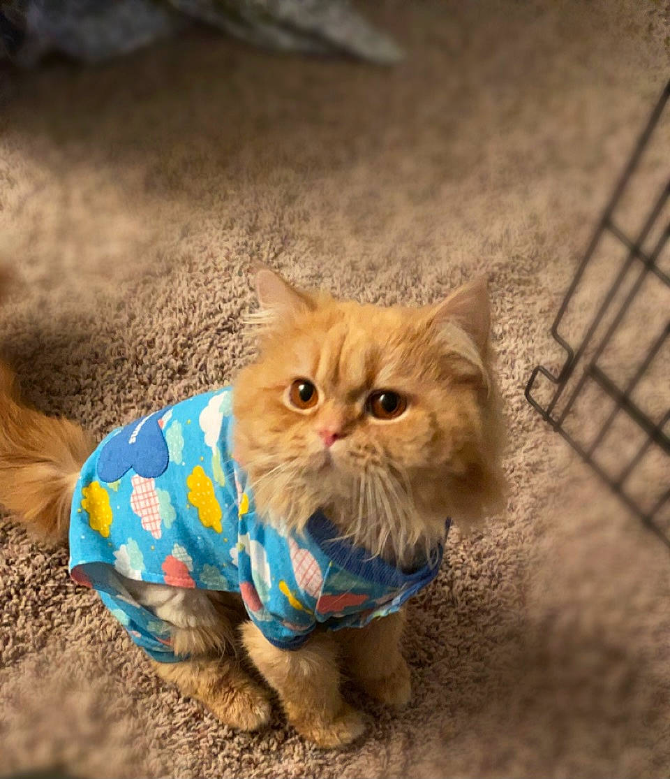 Ferguson is registered to the contest to win money with this photo: carnivore, cat, comfort, domestic_short_haired_cat, electric_blue, fawn, felidae, fur, grass, paw, plant, sitting, small_to_medium_sized_cats, snout, soil, tail, terrestrial_animal, whiskers, wildlife, wood