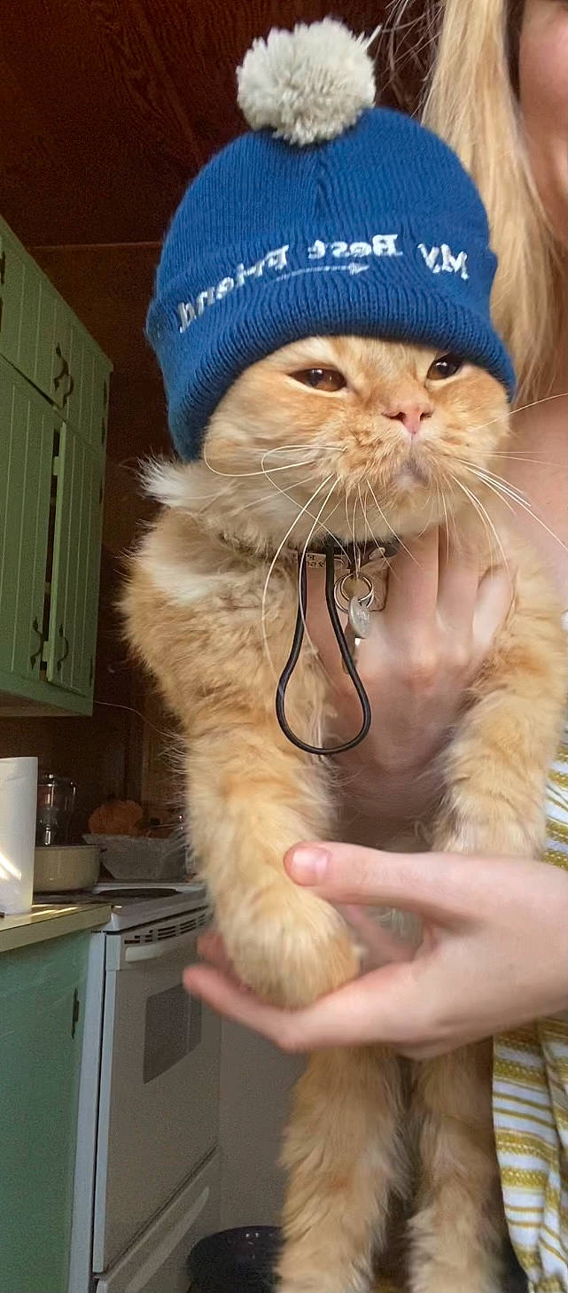 Ferguson joined the competition — help win amazing prizes! beard, cap, carnivore, cat, christmas, costume_hat, event, facial_hair, felidae, fur, gesture, glasses, hand, hat, headgear, holiday, lap, moustache, small_to_medium_sized_cats, whiskers